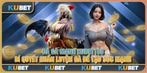 Đá gà mạnh Kubet188: Bí quyết huấn luyện gà để tạo sức mạnh