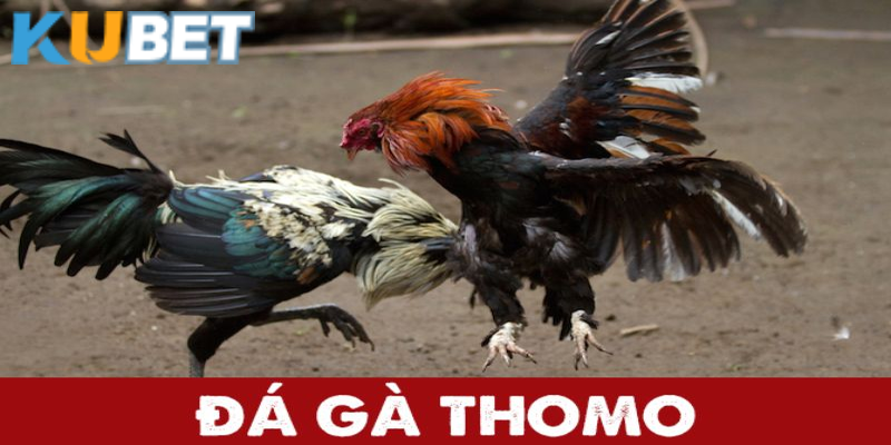 Đá gà Thomo - Trường đá gà được yêu thích nhất