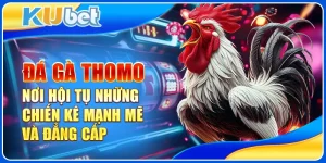 Đá gà Thomo